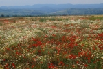 Disused field full of poppies and daisies